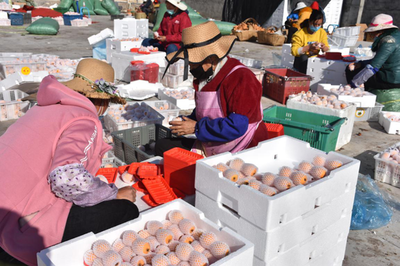 涼山德昌 疫情防控和農產品銷售兩不誤，扎實做好疫情防控期間農產品銷售工作